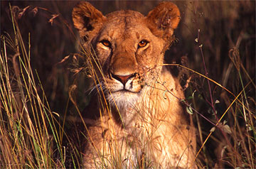 lioness kenya